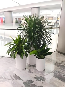 鄞州花卉租赁价格