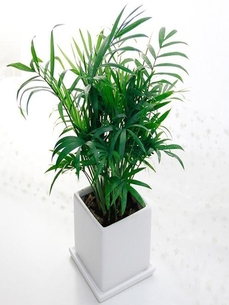 慈溪花卉租赁公司,开启您的花卉租赁之旅><div class=